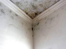 Best Water Damage & Mold Remediation  in New Fairview, TX